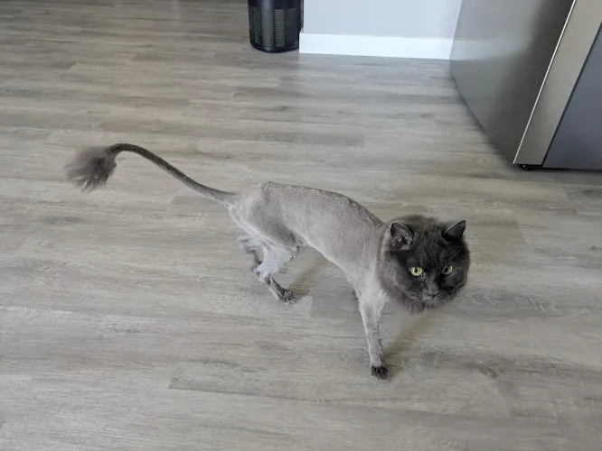 Dashing Groomer - Cat grooming in Apache Junction