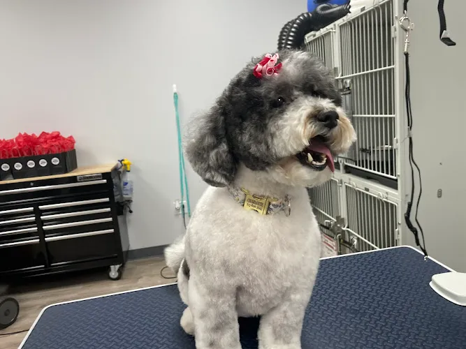 Champions Premier Dog Parlor - Avondale - Mobile cat grooming in Avondale, PA