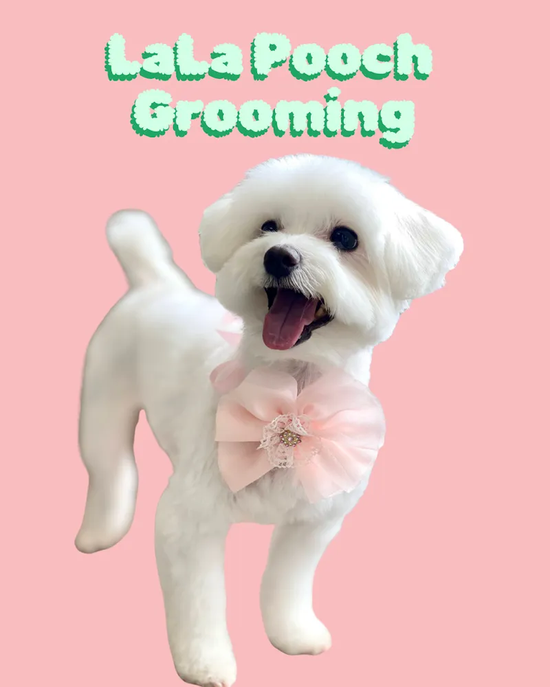 LaLa Pooch Grooming - Cat grooming in Las Vegas