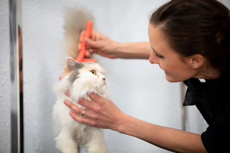 Four Seasons Pet Grooming - Mobile cat grooming in Fairfield, IA