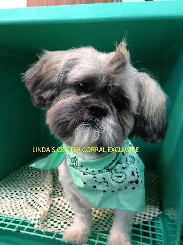 Linda's Critter Corral - Cat grooming in Lynn