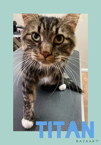 Endless Pawsabilities - Cat grooming in Reedsburg