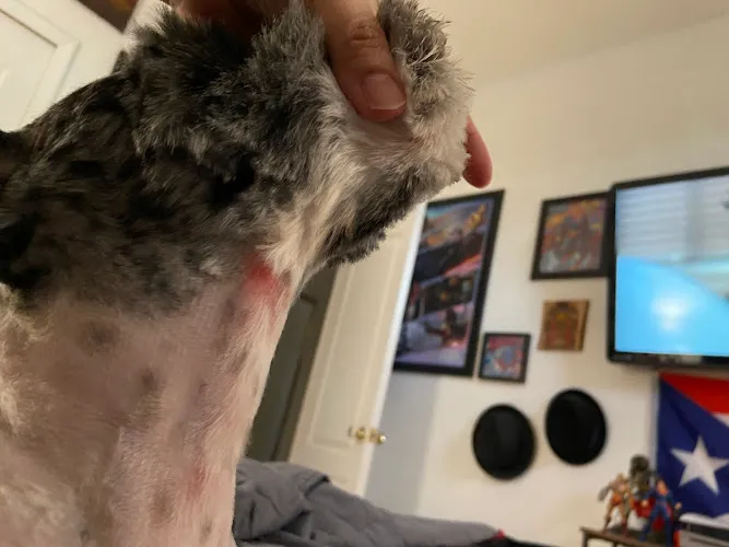 Five Paws Dogs Grooming Salon - Cat grooming in San Marino
