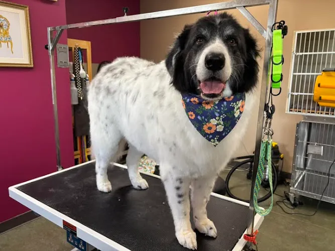 Star Pet Grooming of Muskego - Cat grooming in Muskego