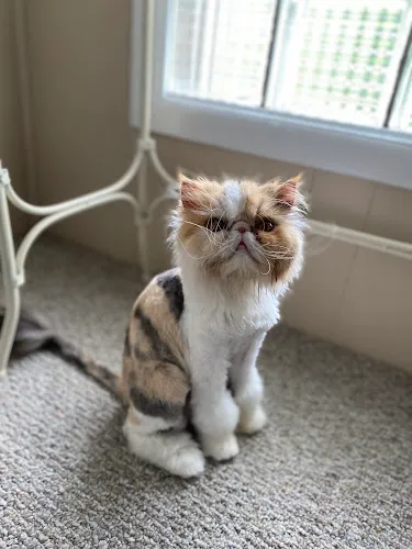 Fluff N' Suds Pet Salon - Professional cat grooming in Benton Harbor, MI