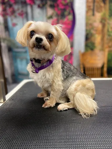 The Super Groomer - Mobile cat grooming in Prattville, AL