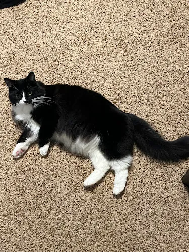 Palace of Paws grooming salon and boutique - Cat grooming in Hastings