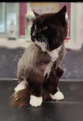 Pawsh Dog House - Professional cat grooming in League City, TX