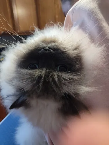 Dogs Applaws Pet Grooming - Mobile cat grooming in Kittery, ME