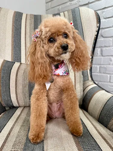 Woof Gang Bakery & Grooming Carmel - Professional cat grooming in Carmel, IN