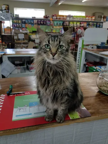 Three Tails Parlor and Pantry - Cat grooming in Waterloo