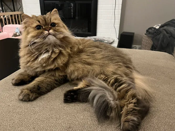 Portland City Pet Groomers - Professional cat grooming in Portland, OR