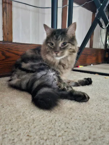 Alicia the Groomer - Cat grooming in Buffalo