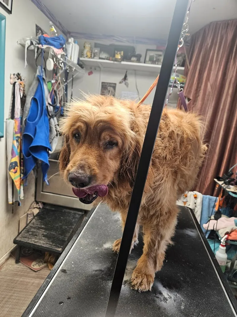 Dusty Dogs Cool Cats Pet Salon - Cat grooming in Phoenix