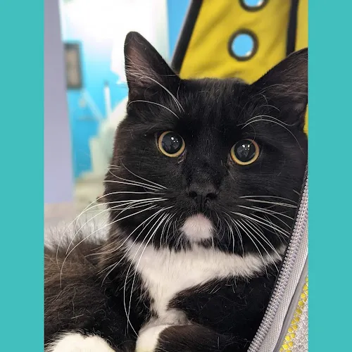 Mollycoddles Pet Grooming - Cat grooming in Walpole