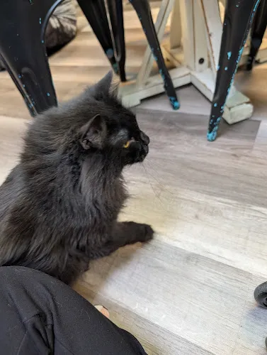 The Downtown Cat - Cat grooming in Grand Junction