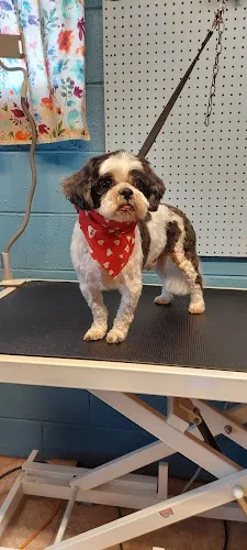 Jean's Pet Grooming - Cat grooming in Steger