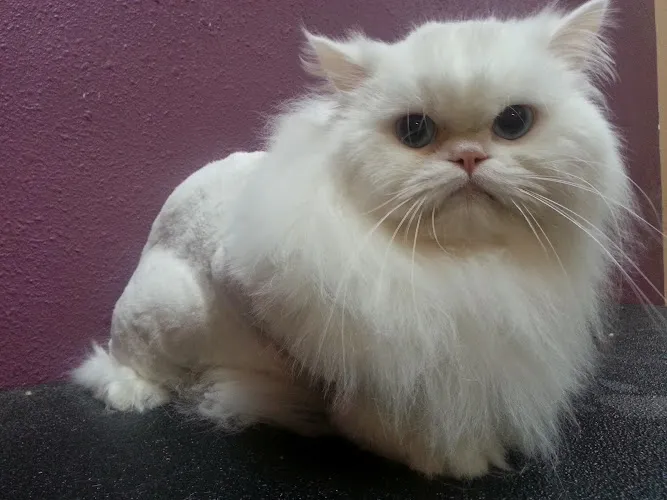 Fur & Feathers Pet Grooming - Cat grooming in Colorado Springs