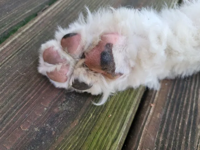 Mohican Kennels - Cat grooming in Mansfield