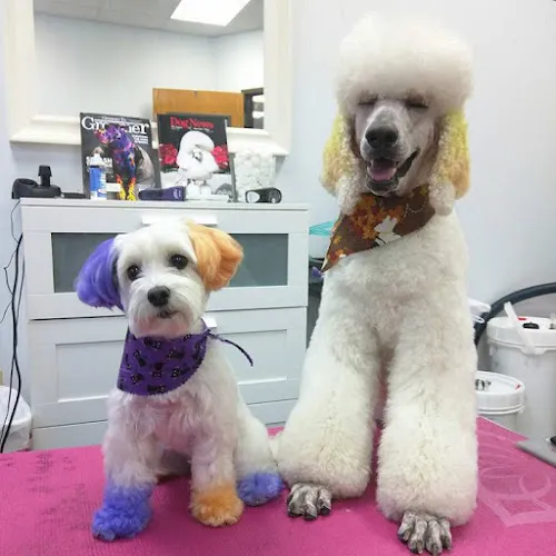 Dognormous - Cat grooming in Wheaton