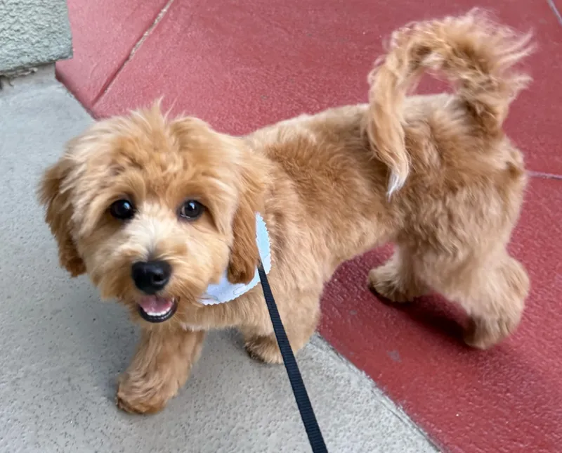 Lola's Pawlon🐩 - Cat grooming in Los Angeles