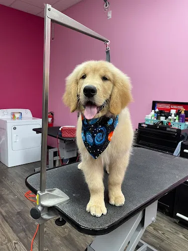 Woof Gang Bakery & Grooming West U - Professional cat grooming in Houston, TX
