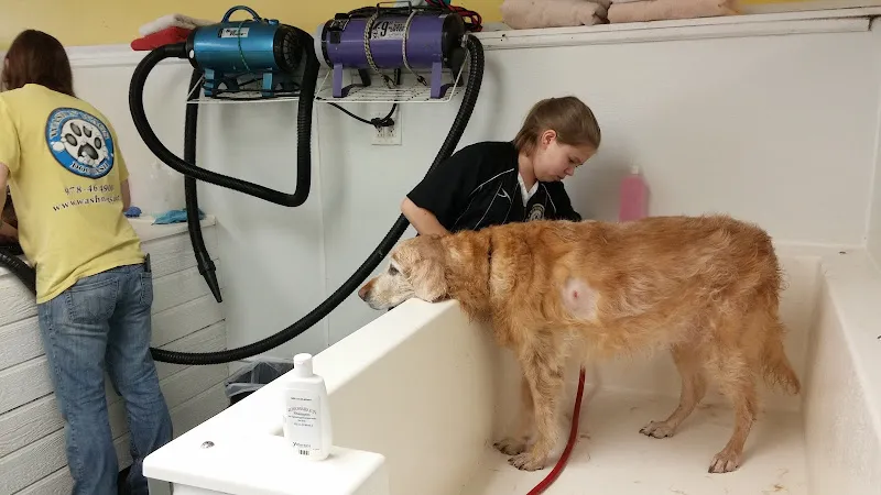 Wash N Wags - Cat grooming in Salisbury