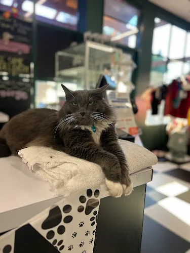 Bark Avenue - El Dorado Hills - Mobile cat grooming in El Dorado Hills, CA
