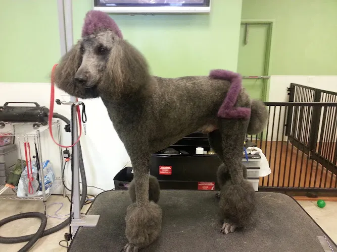 Desert Doggies Grooming - Cat grooming in Las Vegas