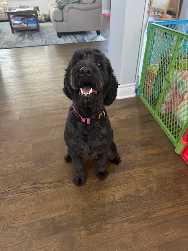 Woof Gang Bakery & Grooming Ironhorse - Professional cat grooming in Leawood, KS