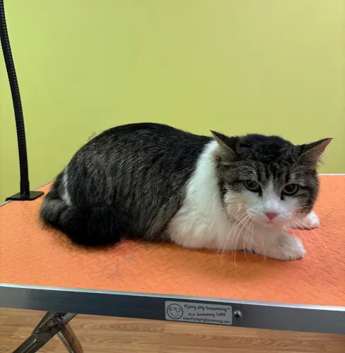 Keeta’s Pet Salon - Cat grooming in Pittsburgh