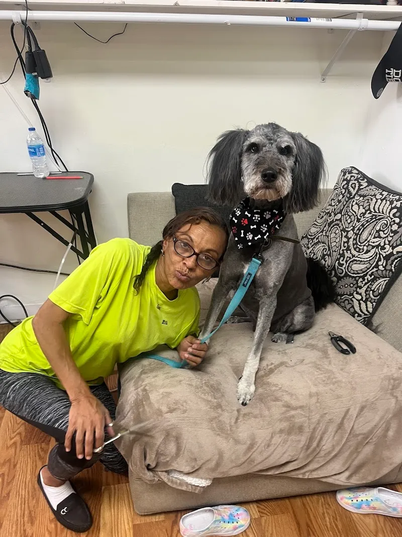 Legacy Pet Care Houston All Star Groomers - Cat grooming in Houston
