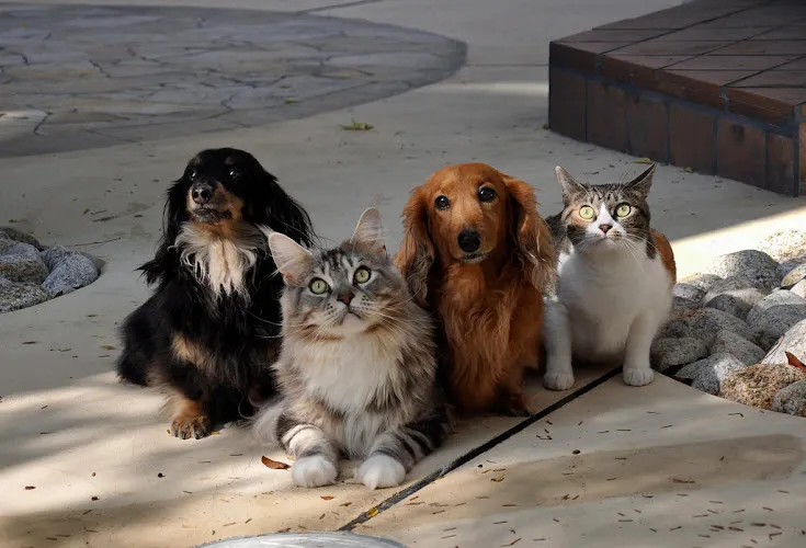 Noah's Ark Dog & Cat Grooming - Cat grooming in Elk Grove