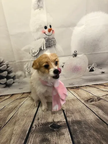 Barks & Bows Pet Spa - Cat grooming in Chillicothe