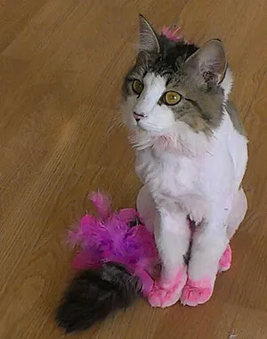 Poochies Place Pet Grooming Salon - Cat grooming in Norristown