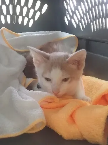 Happy Tails Pet Grooming - Cat grooming in Zephyrhills