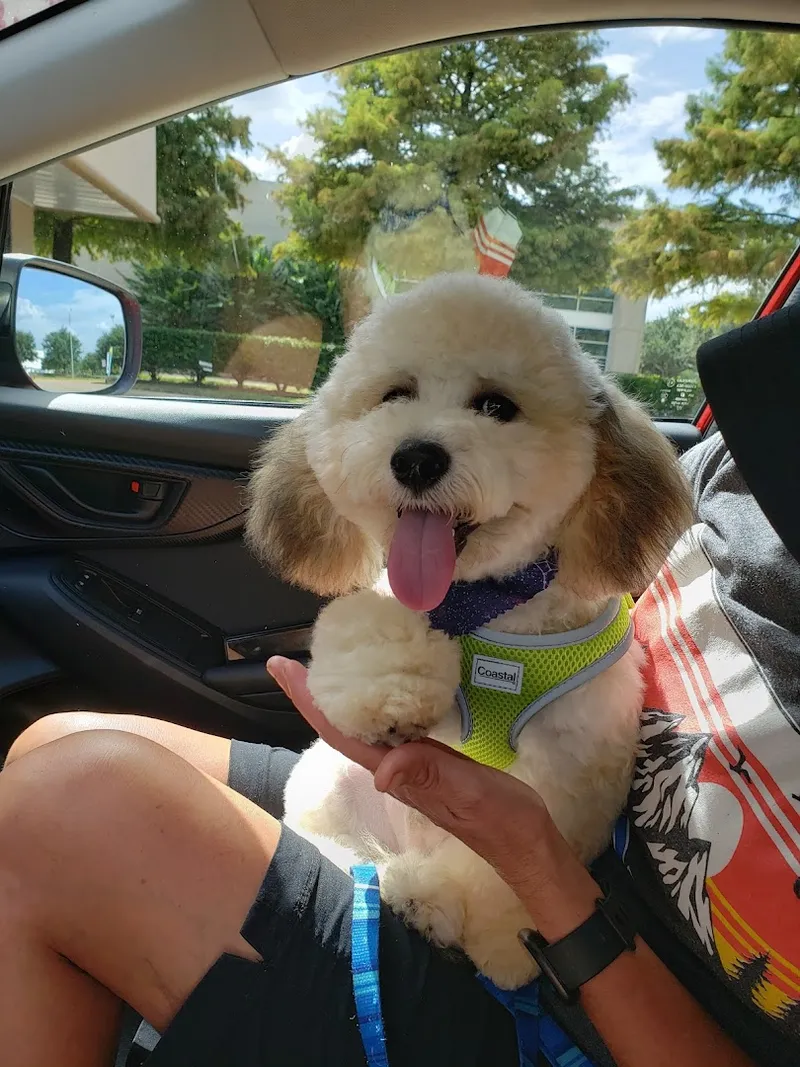 Pet Styling By Sherry Inc - Mobile cat grooming in Houston, TX
