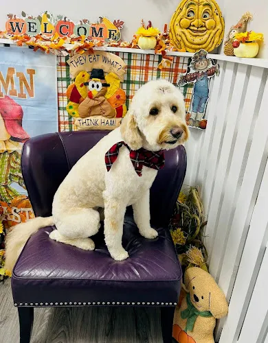 Crystal Kutz Grooming Salon - Cat grooming in Newport