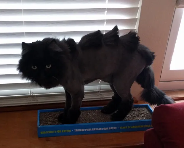 Annie's Pet Salon | Pet Groomer in Colorado Springs - Cat grooming in Colorado Springs