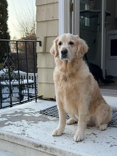 The Salty Dog Grooming Shoppe, LLC - Cat grooming in Fairfield