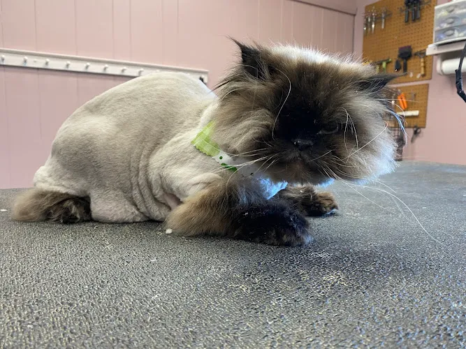 Groomingdales - Mobile cat grooming in Billerica, MA