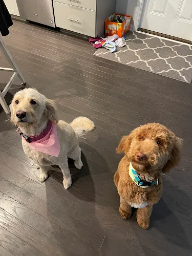 Dog Grooming of Dacula - Cat grooming in Dacula