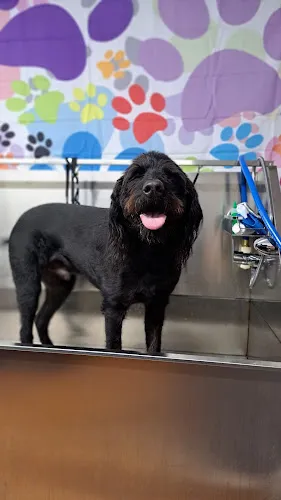 Ruff Cuts Grooming Spa - Professional cat grooming in El Dorado, AR