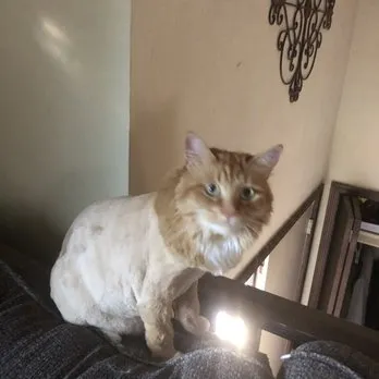 Barking Lot - Cat grooming in Howell
