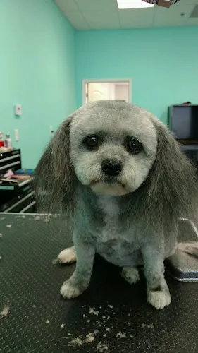 All Paws Dog and Cat Grooming - Cat grooming in Morro Bay
