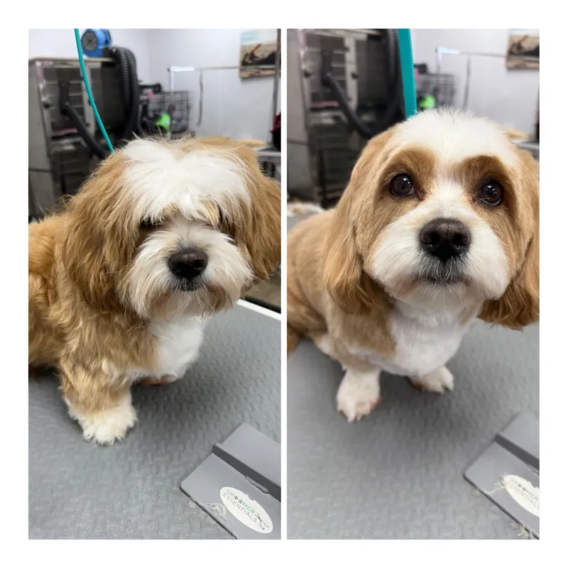 Barks and Bubbles Salon & Mobile Pet Grooming - Cat grooming in Las Vegas