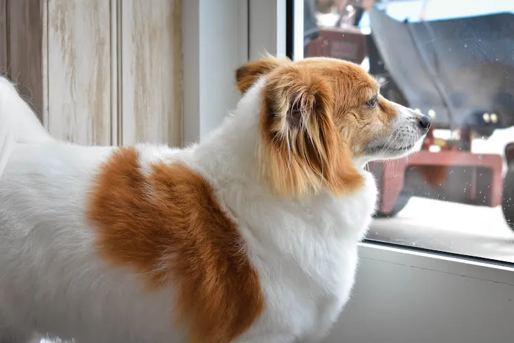 Plum Pucci Salon Pet Grooming (Dog Grooming in Graham) - Cat grooming in Graham