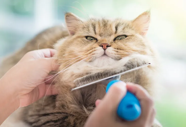 It's A Dog's Life - Cat grooming in Sharon