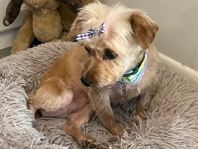 Furry Tail Endings LLC Dog Grooming - Cat grooming in Decatur
