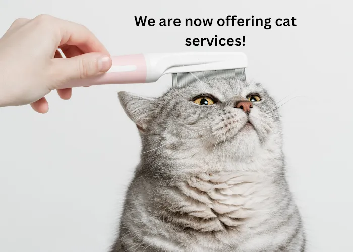 Furry Land Mobile Grooming Central & Northern New Jersey - Cat grooming in East Brunswick